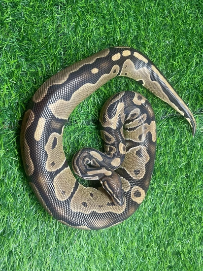 Normal Ball Python by Bubble Aquatics & Exotics
