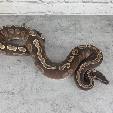 GHI Phantom Ball Python - male for sale from HanleysHatchlings