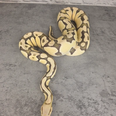 Pastel Fire Desert Ghost Ball Python - male for sale from HanleysHatchlings