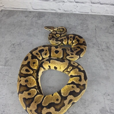 Pastel YellowBelly Het Clown Ball Python - female for sale from HanleysHatchlings