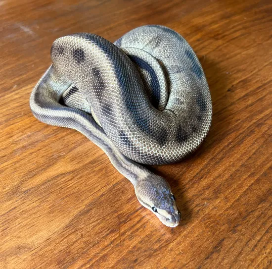 G-stripe Ball Python by Ashely Rose Reptiles