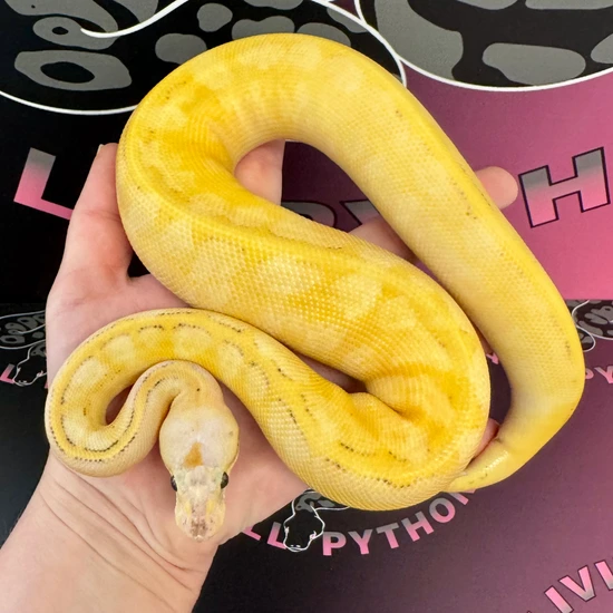 Lemon Blast Freeway 50% Het Orange Ghost Ball Python by Living Art Ball ...