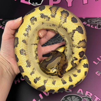 Leopard Clown 100% Het Pied