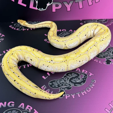 Banana Pastel Enchi 100% Het Genetic Stripe