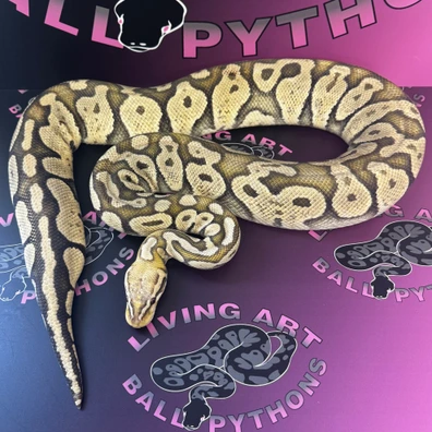 Lemon Pastel Orange Ghost (Hypo) Ball Python - female for sale from Living Art Ball Python's