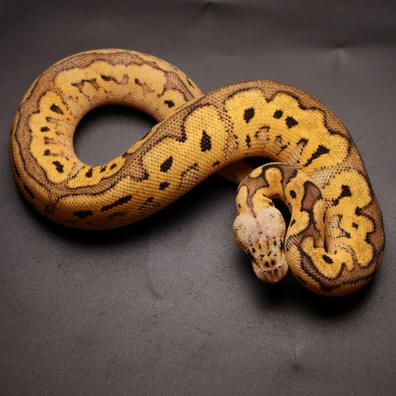 Pastel Clown Ball Python - female for sale from Aspiring_ball_pythons