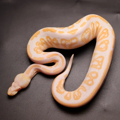 Black Head Albino