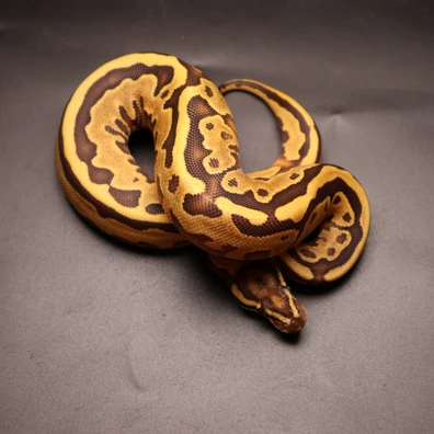 Enchi Fire Leopard Piebald Ph Hypo Ball Python - female for sale from Aspiring_ball_pythons