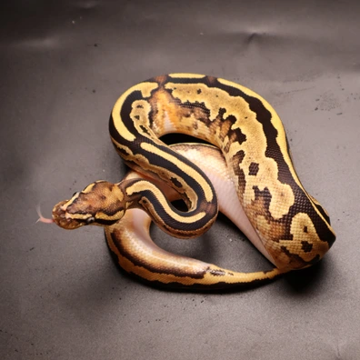Special Fire Leopard Piebald Ph Hypo