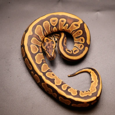 GeneX Special Enchi Piebald Ph Hypo