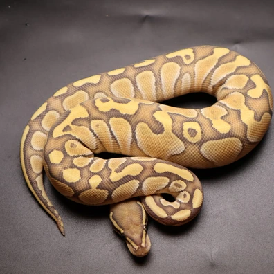 Enchi Orbit Mojave Hypo Ball Python - female for sale from Aspiring_ball_pythons
