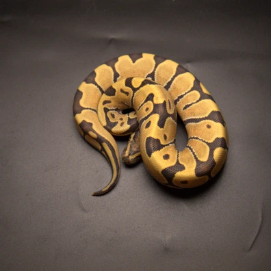Orange Dream DG 50% Het Clown Ball Python - male for sale from Aspiring_ball_pythons