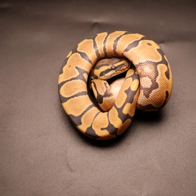 Orange Dream DG 50% Het Clown Ball Python - male for sale from Aspiring_ball_pythons