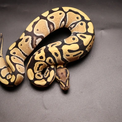 Pastel DG 50% Het Clown Ball Python - female for sale from Aspiring_ball_pythons