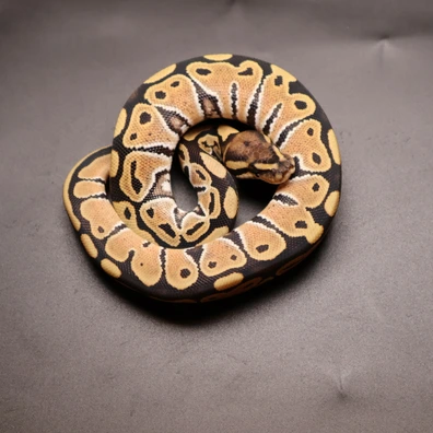 Orange Dream Pastel DG 50% Het Clown Ball Python - male for sale from Aspiring_ball_pythons