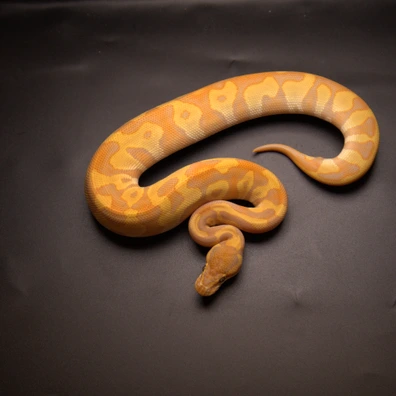 Leopard Mojave Ultramel Het Clown