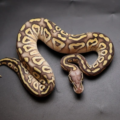 Pastel Mojave Het Clown 66% Het Ultramel