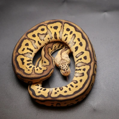 Leopard Pastel Clown 66% Het Ultramel