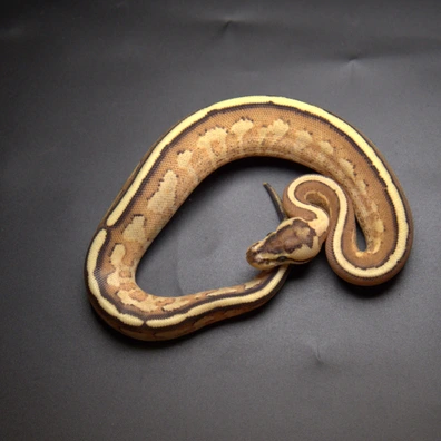 Specter Yellow Belly Pos HGW Odium Ball Python - female for sale from Aspiring_ball_pythons