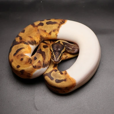 Leopard Special Piebald 50% Het Hypo
