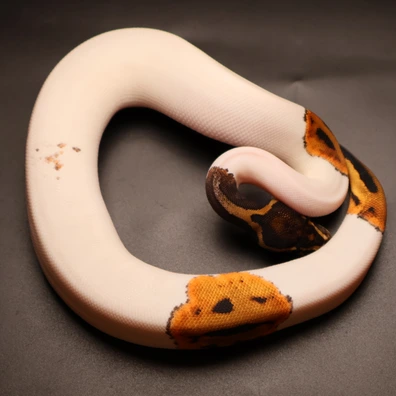 Black Pastel Leopard Paradox Piebald 50% Het Hypo