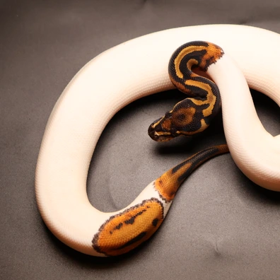 Black Pastel Enchi Special Piebald 50% Het Hypo Ball Python - female for sale from Aspiring_ball_pythons