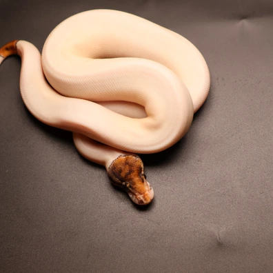 Leopard Special Piebald 50% Het Hypo