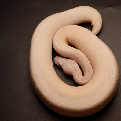 Special Piebald 50% Het Hypo