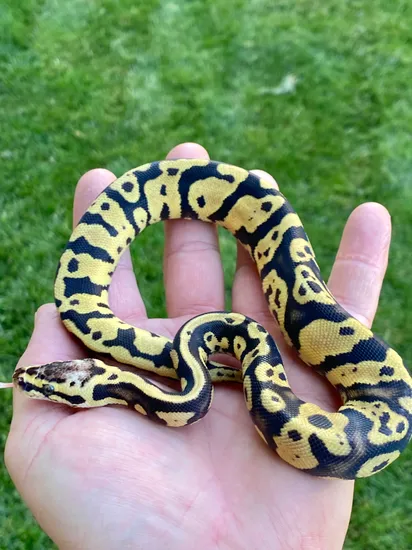 Confusion/Acid Pastel YB Het Axanthic Ball Python by ASR Genetic Art