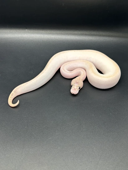🔥No Reserve🔥 Super Yellowbelly Possible Confusion Ball Python by ASR ...
