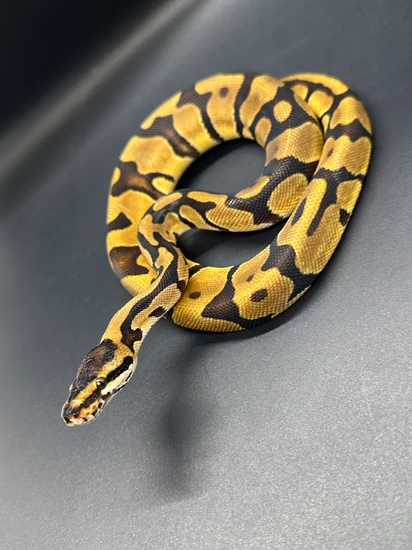 Confusion Ball Python by ASR Genetic Art