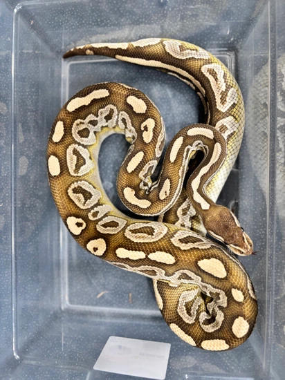 Lesser Ball Python by Free State Ball Pythons