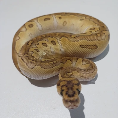 Mojave Clown