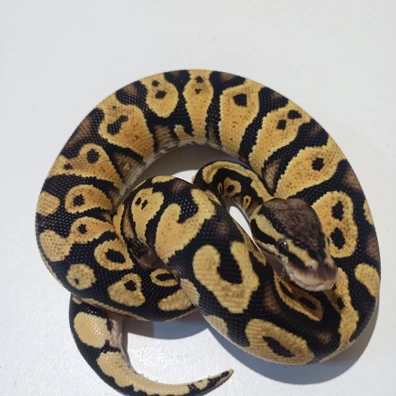 Pastel Wookie Het Clown Houten 5 April Ball Python - male for sale from Royal Swarm Reptiles