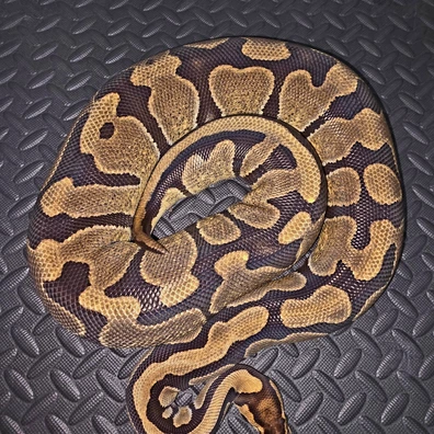 Enchi DH Clown/Pied