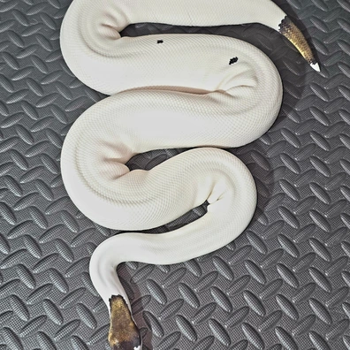 Blackpastel Cinnamon Pied (Panda Pied)