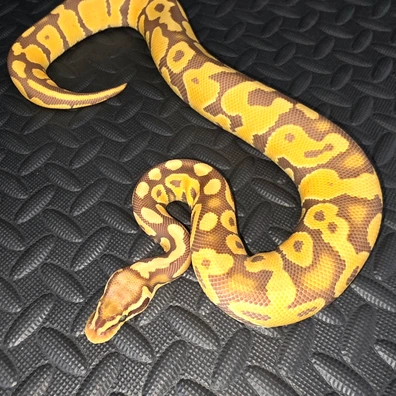 Pastel Ultramel Het Hypo Ball Python - male for sale from AT_ROYALS