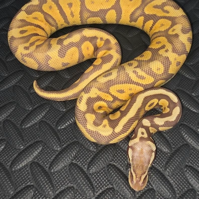 Super Pastle Ultramel Het Hypo Ball Python - male for sale from AT_ROYALS