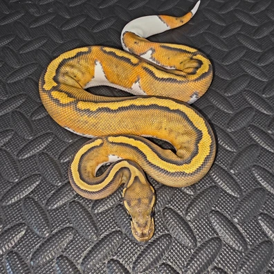 Hypo Pied Ball Python - female for sale from AT_ROYALS
