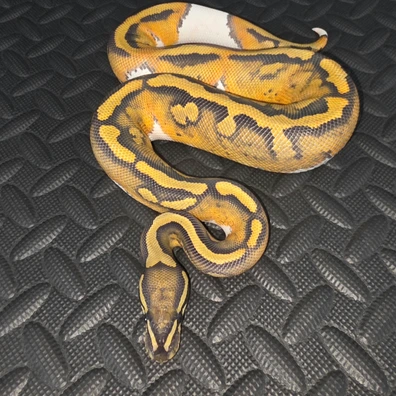 Hypo Pied Ball Python - male for sale from AT_ROYALS