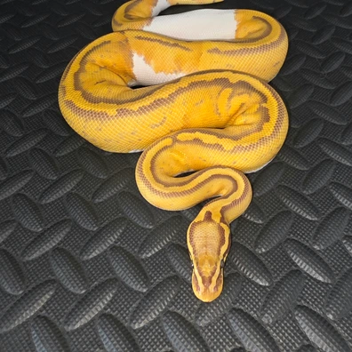 Pastel Ultramel Pied Ball Python - female for sale from AT_ROYALS