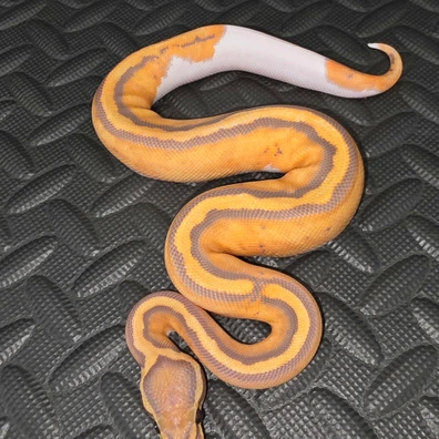 Pastel Ultramel Hypo Pair Ball Python - unknown for sale from AT_ROYALS