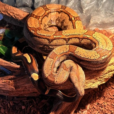 Boa Imperator RLT Ball Python - male for sale from Maksym Maksym