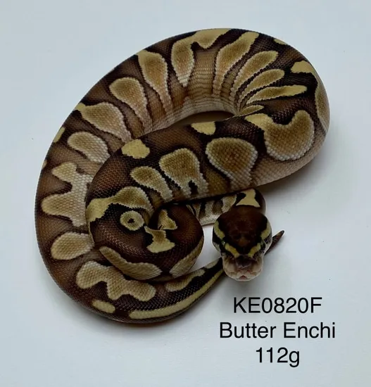 Butter Enchi Ball Python by Atypical Pets