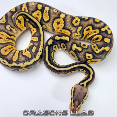 Chocolate Pastel 66% Het Hypo 66% Het Sunset 66% Het Ultramel Ball Python - female for sale from Dragons Llab