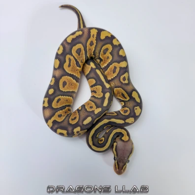 Chocolate Pastel Hypo 66% Het Sunset 66% Het Ultramel Ball Python - female for sale from Dragons Llab