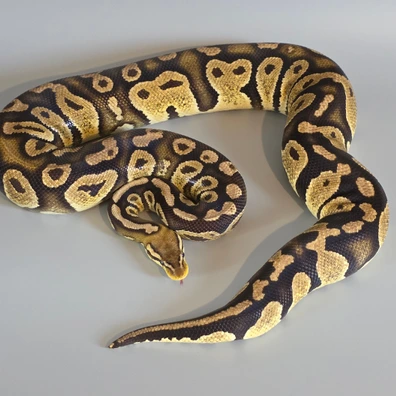 Chocolate Pastel Het Hypo Het Sunset Het Ultramel Ball Python - female for sale from Dragons Llab