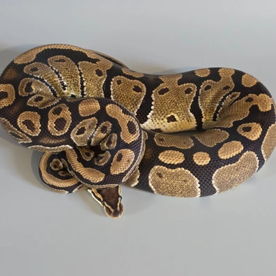 Triple Het Sunset Ultramel Hypo Ball Python - female for sale from Dragons Llab