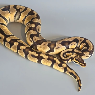 Enchi Pastel Het Clown Ball Python - male for sale from Dragons Llab