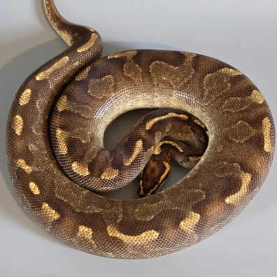 Enchi Super Asphalt Ball Python - female for sale from Dragons Llab